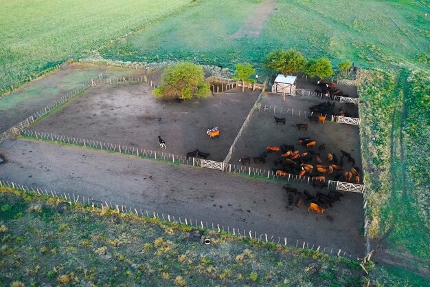 Allevamento di bestiame nella campagna della pampa provincia della Pampa Argentina