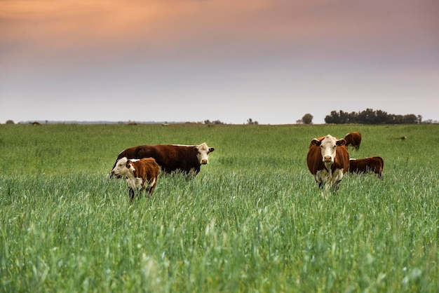 Allevamento di bovini con pascoli naturali nella campagna delle Pampas Provincia della Pampa Patagonia Argentina