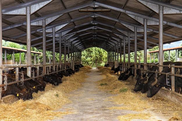 Allevamento di Bufale Campane nel sud Italia utilizzato per la produzione di latte