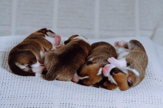 Allevamento di cani Quattro cuccioli di Welsh Corgi appena nati dormono dolcemente coccolati l'uno con l'altro sul divano bianco di casa