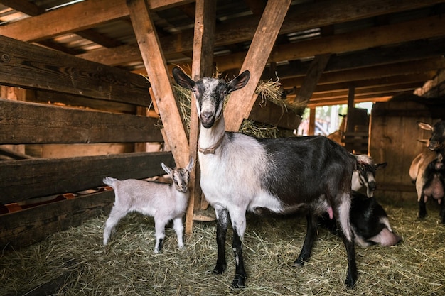 Allevamento di capre alpine di razza pura in fattoria Capre lattee senza corna Le capre guardano la macchina fotografica e mangiano il fieno