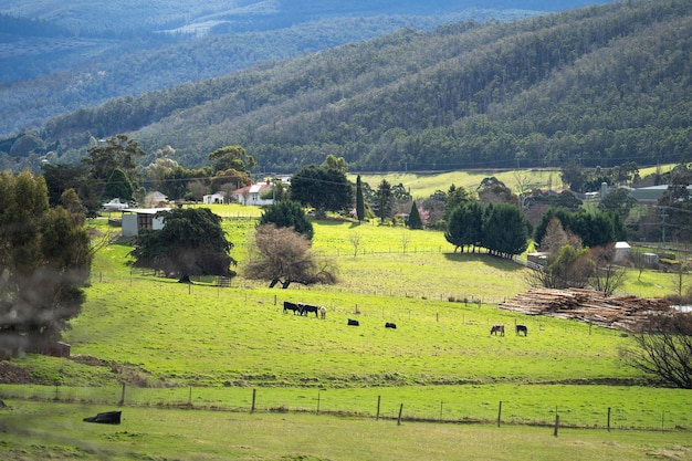 allevamento di cavalli sulle colline in australia