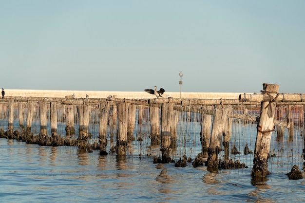 Allevamento di cozze a Chioggia Italia