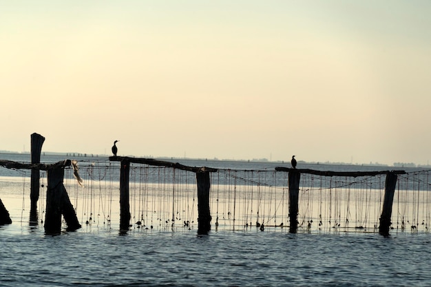 Allevamento di cozze a Chioggia Italia