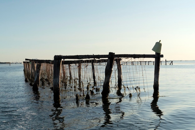 Allevamento di cozze a Chioggia Italia