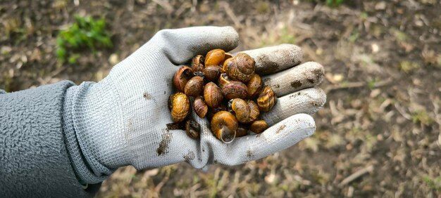 allevamento di lumache da vicino giardinaggio molluschi natura animale ecologia vegetazione primavera estate