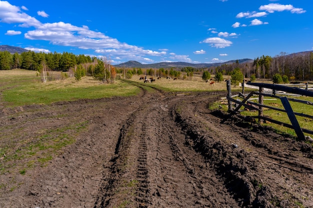 Allevamento di mucche degli Urali meridionali con una vegetazione paesaggistica unica e diversità della natura