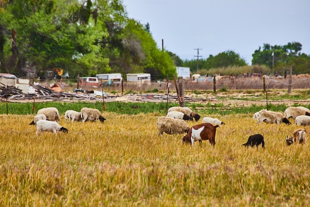 Allevamento di pecore in California con lana colorata