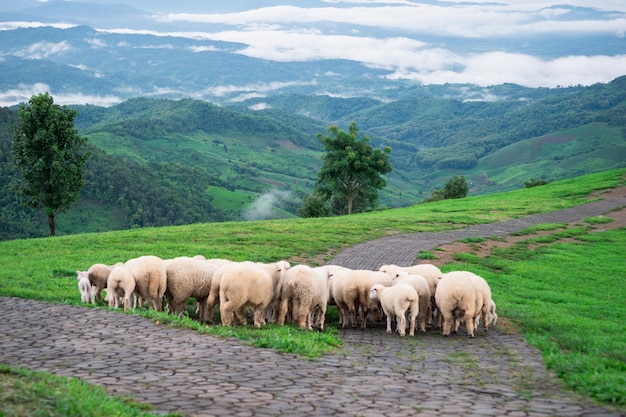 Allevamento di pecore sull'erba delle montagne