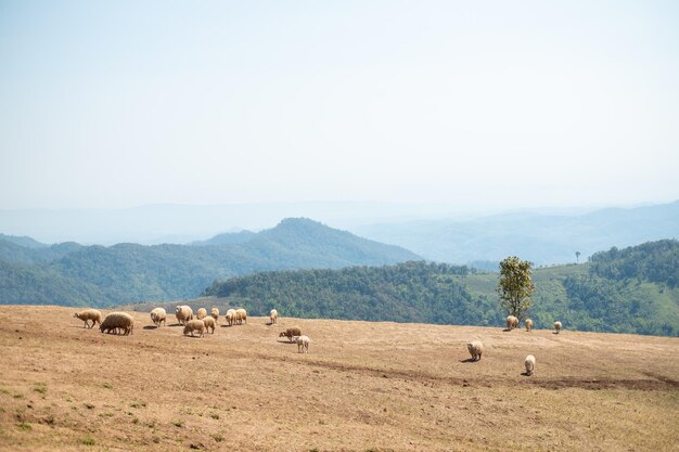 Allevamento di pecore sulla collina Doi Chang Chiang Rai Thailandia