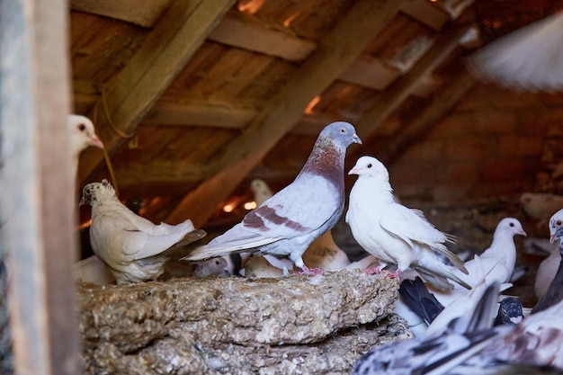 Allevamento di piccioni di razza in cortile privato Casa calda per uccelli Hobby per l'anima Dieta carne Naturecore concetto di vita pastorale rurale Spazio di copia Foto di alta qualità