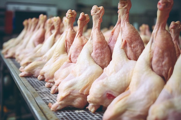 Allevamento di pollame produzione di carne di pollo Produzione industriale e confezionamento di carne di pollo Carcasse e filetti di pollo moderna industria alimentare