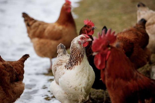 Allevamento di polli Allevamento di polli rurale stabile con un sacco di polli che camminano all'aperto in una giornata invernale Belle galline ovaiole in inverno nel cortile