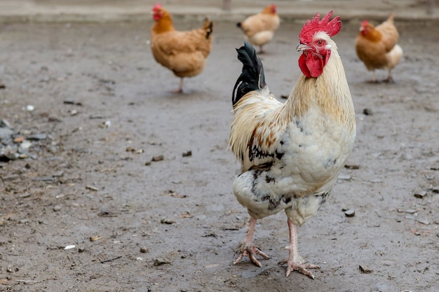 Allevamento di polli ruspanti nel cortile in estate