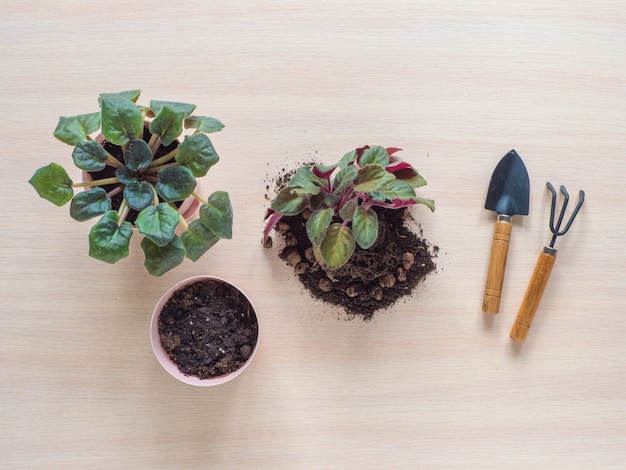 Allevamento di senpolia. Floricoltura indoor. Trapianto di piante d'appartamento