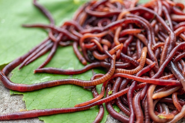 Allevamento di vermi rossi Dendrobena Terreno fertile Miglioramento naturale del suolo Vermi da pesca