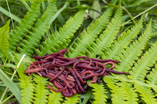 Allevamento di vermi rossi Dendrobena Terreno fertile Miglioramento naturale del suolo Vermi da pesca