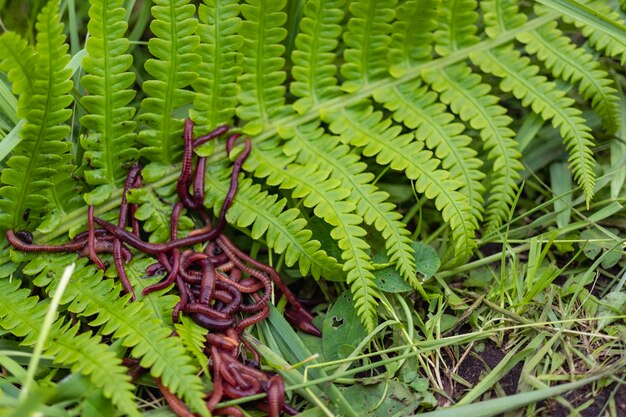 Allevamento di vermi rossi Dendrobena Terreno fertile Miglioramento naturale del suolo Vermi da pesca