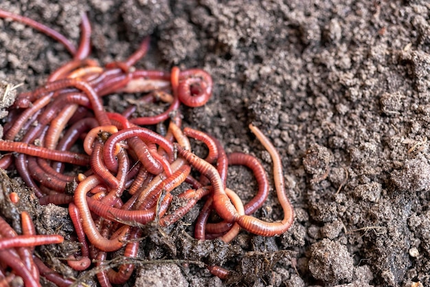 Allevamento di vermi rossi Dendrobena Terreno fertile Miglioramento naturale del suolo Vermi da pesca