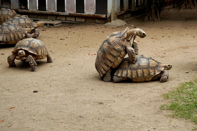 Allevamento Geochelone Sulcata nella fattoria degli animali