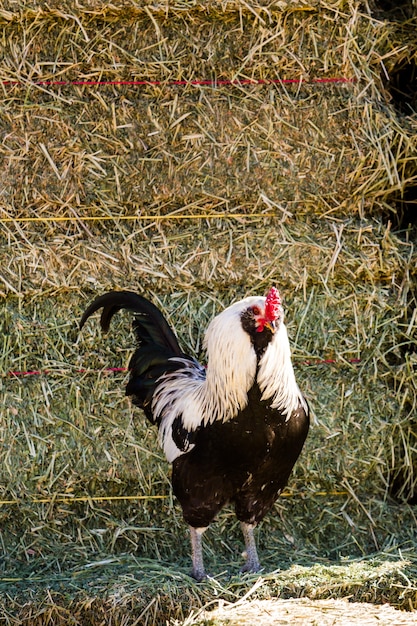 Allevamento gratuito di polli in fattoria biologica.