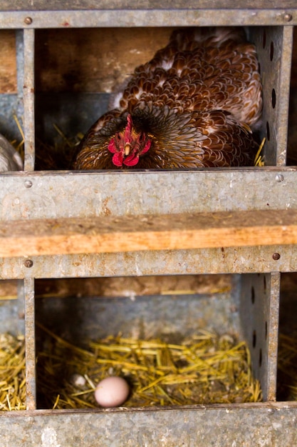 Allevamento gratuito di polli in fattoria biologica.