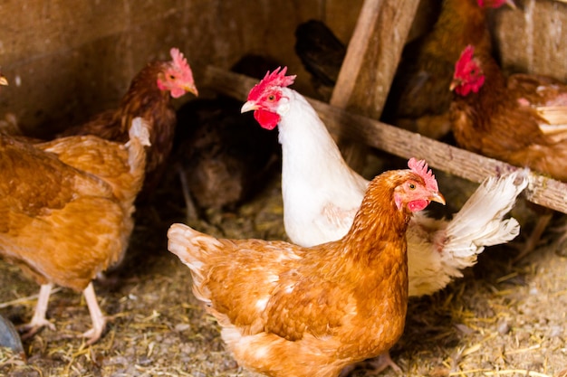 Allevamento gratuito di polli in fattoria biologica.