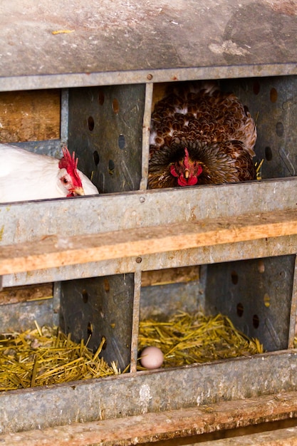 Allevamento gratuito di polli in fattoria biologica.