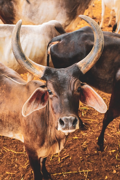 allevamento indiano, bovini indiani