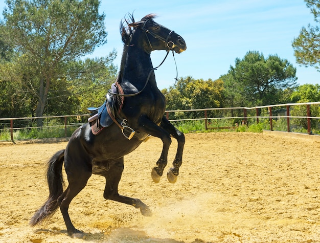 allevando stallone nero