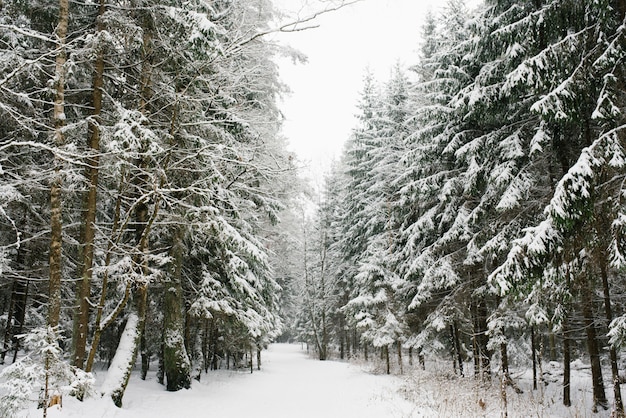 Alley Winter Park. Abete coperto di neve