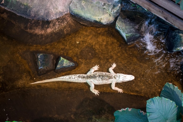 Alligatore albino bianco in acquario