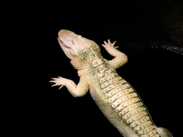 alligatore albino