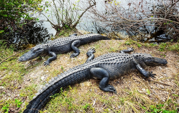 Alligatore in Florida