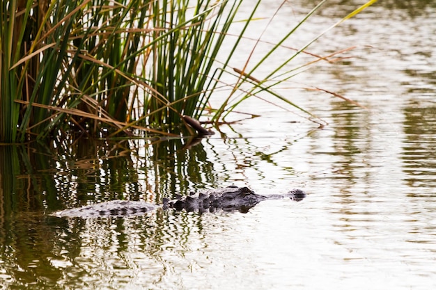 Alligatore in habitat naturale su South Padre Island, TX.