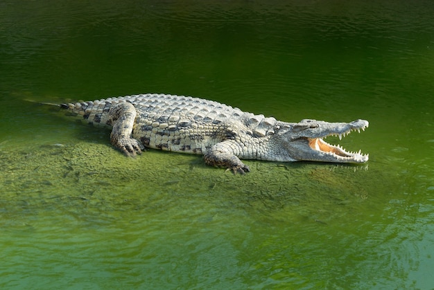 Alligatore Mississipiensis bocca spalancata