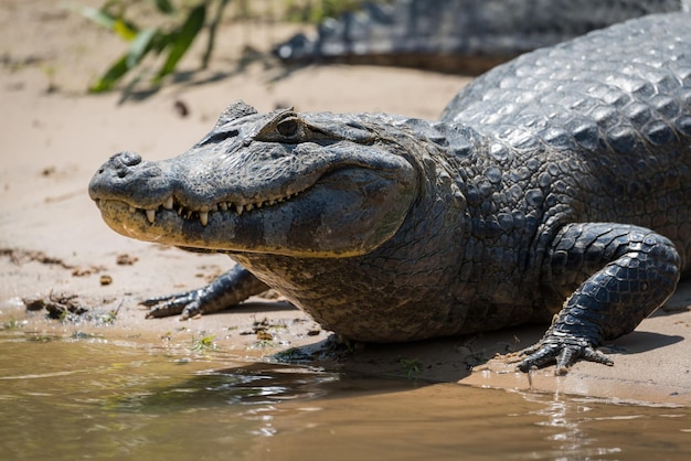 Alligatore sulla riva del lago