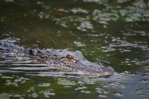 Alligatore traina nelle acque paludose del sud della Louisiana.