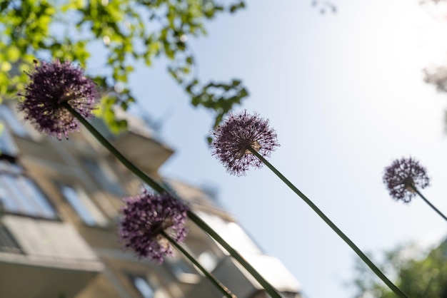 Allium decorativo e cielo al tramonto