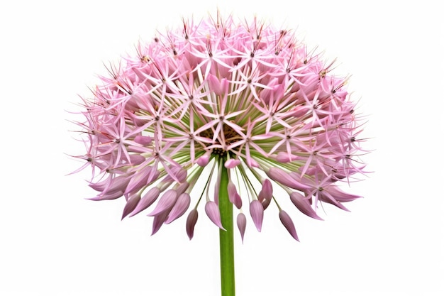 Allium Fiore Giardino Tropicale Natura Su Sfondo Bianco