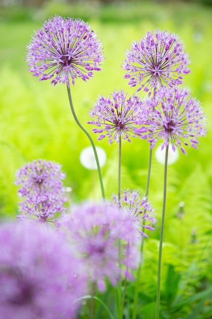 Allium fiore in piena fioritura, in fiore nel giardino