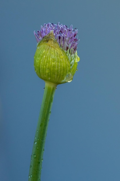 Allium Fiore viola in primavera