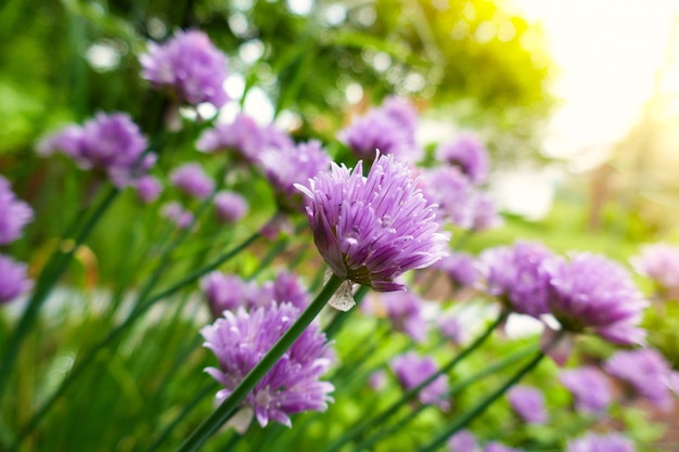 Allium. Primo piano decorativo delle cipolle viola nei raggi del sole