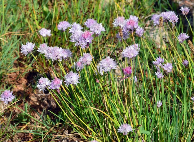 Allium roseum o fiori d'aglio rosei