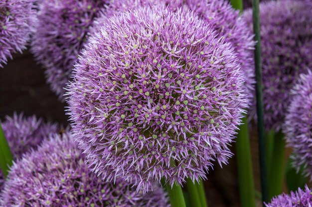 Allium Rotondo e viola