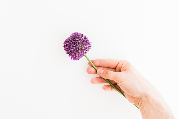 Allium viola isolato su sfondo bianco con mano umana