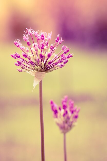 allium