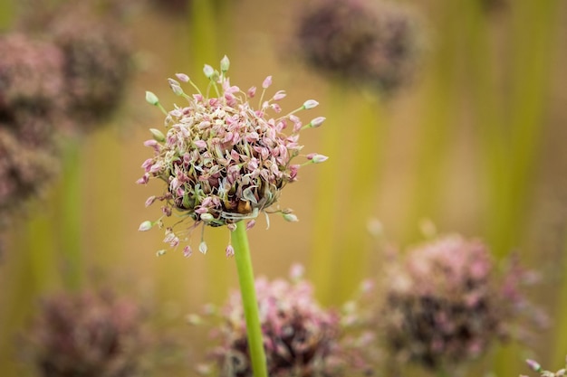 Allium