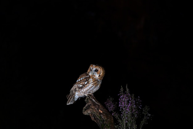 Allocco (Strix aluco) Sevilla, Spagna