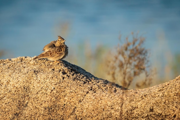 Allodola Crestata. Uccello nel suo ambiente naturale.